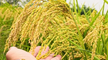 Ngày 10/2: Giá lúa thơm neo cao, gạo ổn định