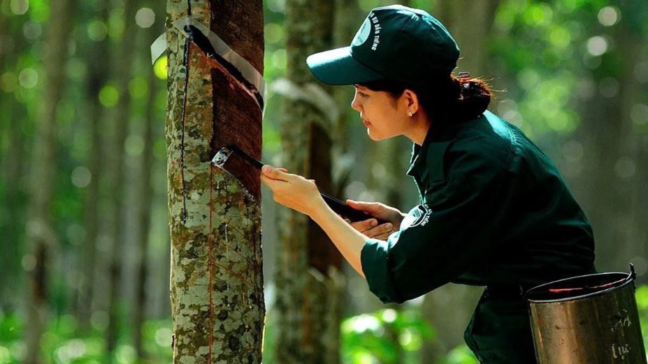 Ngày 12/2: Giá cao su tại Trung Quốc và Thái Lan tiếp tục khởi sắc