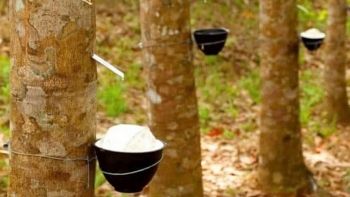 Ngày 13/2: Giá cao su thế giới trên các sàn giao dịch chủ chốt tiếp đà khởi sắc