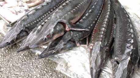 Hải quan đôn đốc siết xử lý cá tầm nhập khẩu, xử lý nghiêm vi phạm