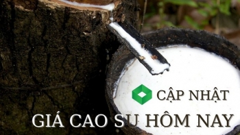 Ngày 14/2: Giá cao su kỳ hạn tại các thị trường chính tăng - giảm trái chiều