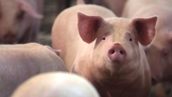 Ngày 22/2: Giá heo hơi chờ tín hiệu mới từ cung - cầu