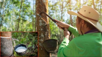 Ngày 22/2: Giá cao su châu Á khởi sắc nhờ giá dầu tăng