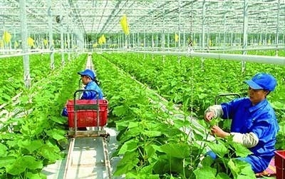 Hỗ trợ hợp tác xã tiếp cận, áp dụng các nền tảng số, công nghệ mới