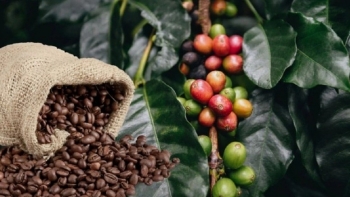 Ngày 3/3: Giá cà phê ở mức 95.500 đồng/kg, hồ tiêu giảm mạnh