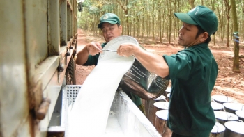 Ngày 5/3: Giá cao su thế giới tăng - giảm trái chiều