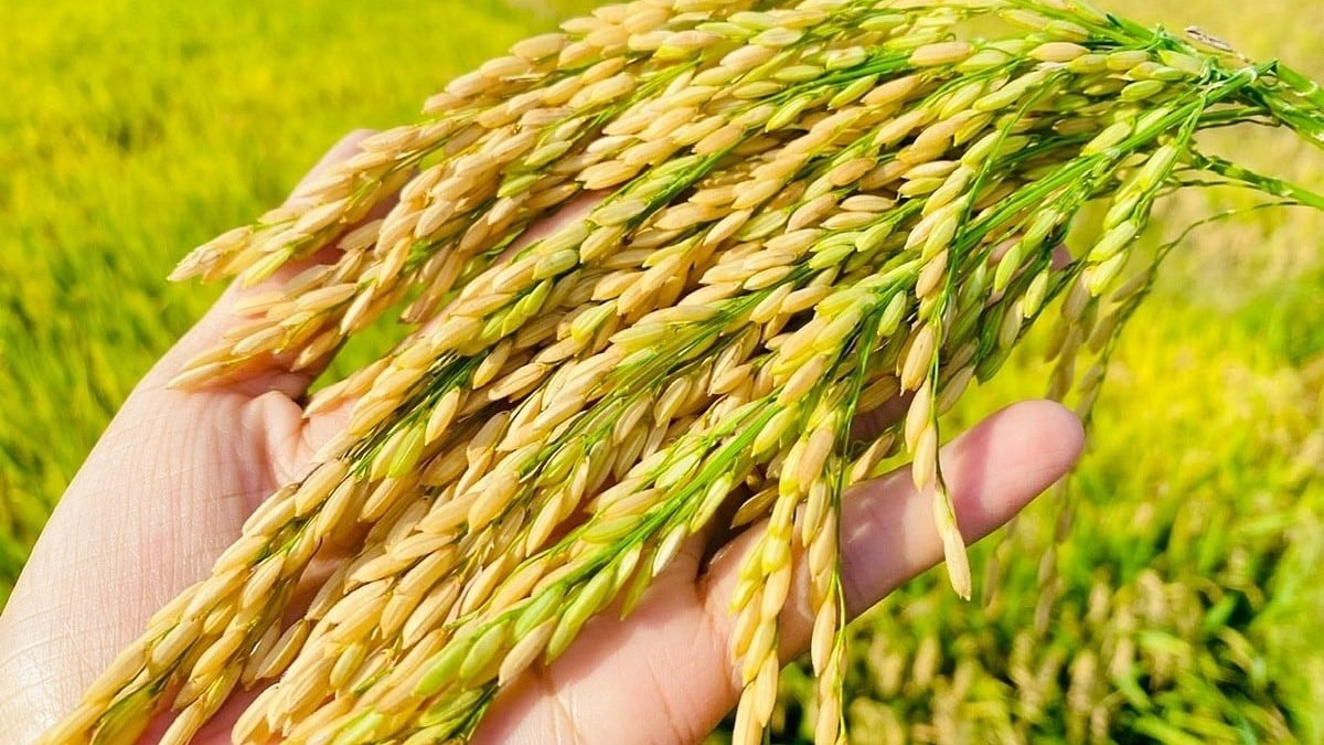 Ngày 5/3: Giá gạo tại Đồng bằng sông Cửu Long ổn định, lúa tươi giảm