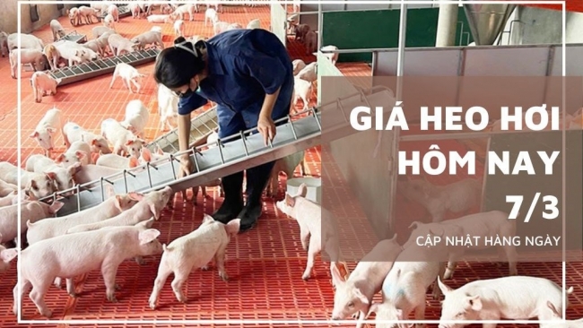 Ngày 7/3: Giá heo hơi tại nhiều địa phương trên cả nước tiếp tục giảm