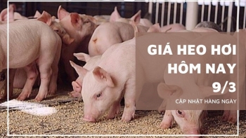 Ngày 9/3: Giá heo hơi ở cả 3 miền trên cả nước vẫn đang trên đà giảm
