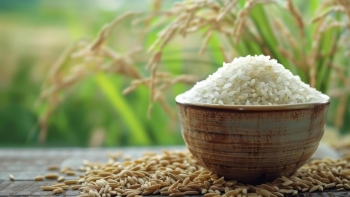 Ngày 9/3: Giá lúa gạo tại Đồng bằng sông Cửu Long đi ngang sáng đầu tuần