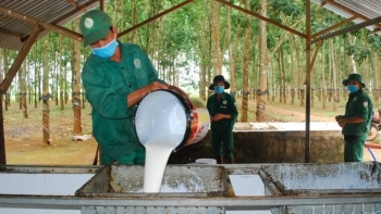 Ngày 10/3: Giá cao su thế giới giằng co trong biên độ hẹp, trong nước tăng