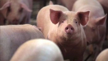 Ngày 10/3: Giá heo hơi tiếp tục giảm tại nhiều địa phương trên cả nước
