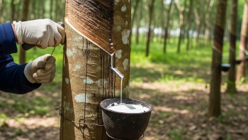 Ngày 17/3: Giá cao su thế giới biến động trái chiều do áp lực từ nhu cầu công nghiệp