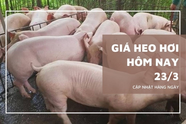 Ngày 23/3: Giá heo hơi giao dịch trong khoảng 65.000 - 69.000 đồng/kg