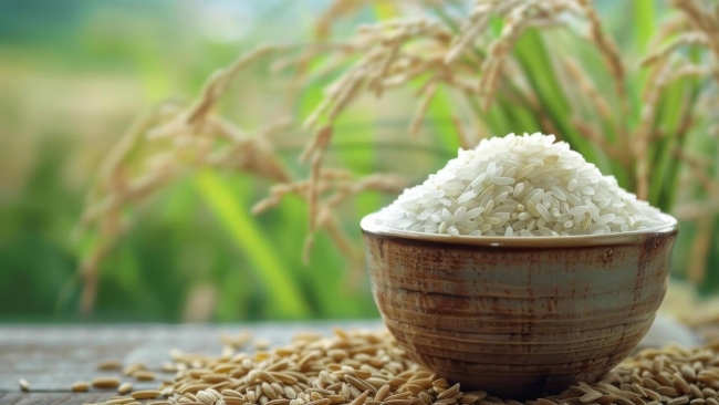 Ngày 24/3: Giá lúa gạo tại Đồng bằng sông Cửu Long trầm lắng giữa cao điểm thu hoạch