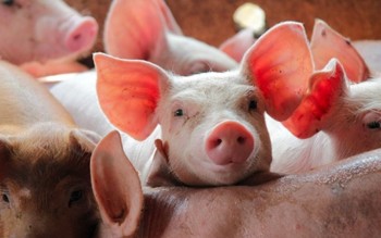 Ngày 25/3: Giá heo hơi tại miền Bắc giảm mạnh, miền Nam giá cao