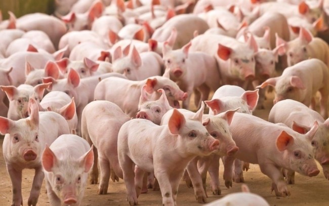 Ngày 26/3: Giá heo hơi dao động từ 63.000 đồng/kg - 69.000 đồng/kg