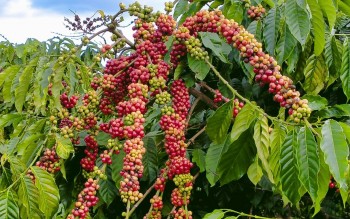 Ngày 26/3: Giá cà phê và hồ tiêu đồng loạt tăng mạnh