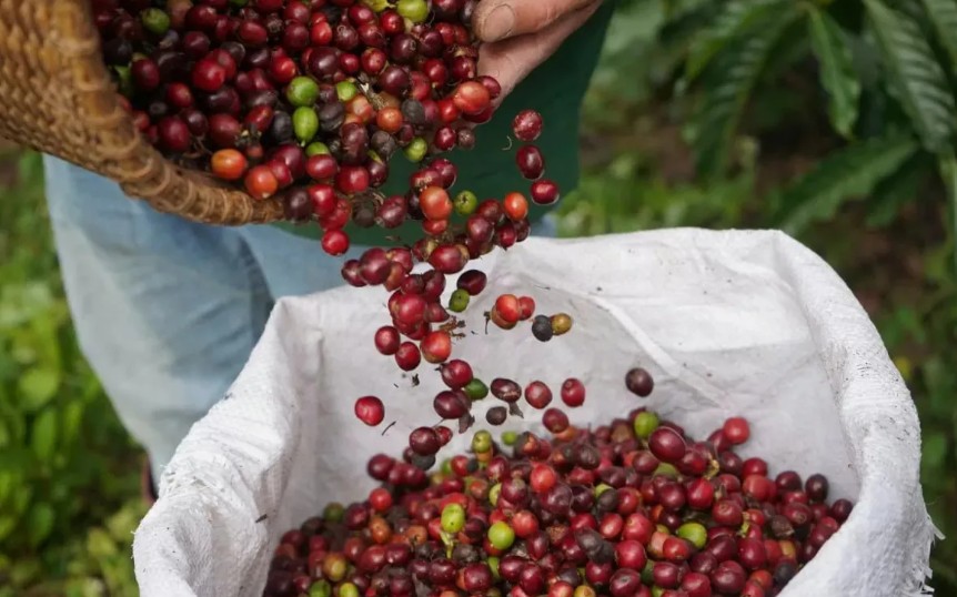 Ngày 3/4: Giá cà phê đồng loạt tăng, hồ tiêu neo ở mức cao