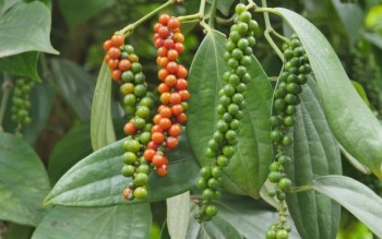 Ngày 4/4: Giá tiêu tăng trở lại, cà phê quay đầu giảm