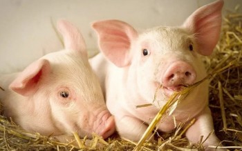 Ngày 4/4: Giá heo hơi tại miền Nam và miền Trung tăng tốc