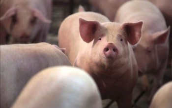 Ngày 14/4: Giá heo hơi tại miền Trung tăng, miền Nam duy trì mức cao