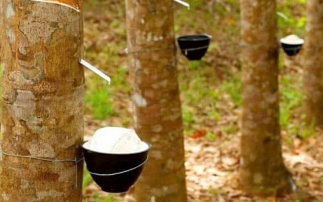 Ngày 22/4: Giá cao su tại Nhật Bản, Trung Quốc và Singapore bật tăng
