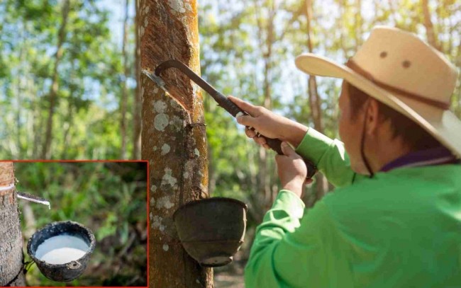 Ngày 23/4: Giá cao su thế giới biến động trái chiều