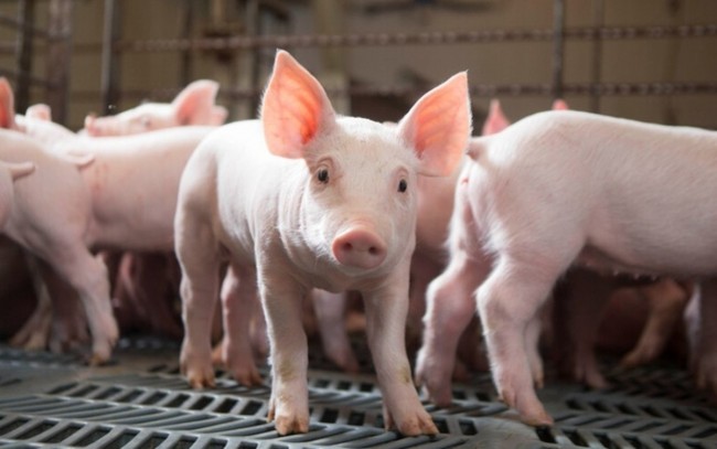 Ngày 23/4: Giá heo hơi tại miền Nam điều chỉnh tăng