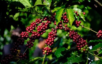 Ngày 25/4: Giá cà phê tiếp đà tăng mạnh, hồ tiêu bước vào giai đoạn điều chỉnh