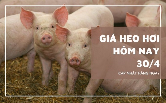 Ngày 30/4: Giá heo hơi dao động trong khoảng 64.000 - 69.000 đồng/kg