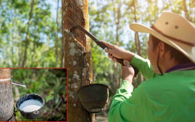 Ngày 30/4: Giá cao su thế giới đồng loạt khởi sắc