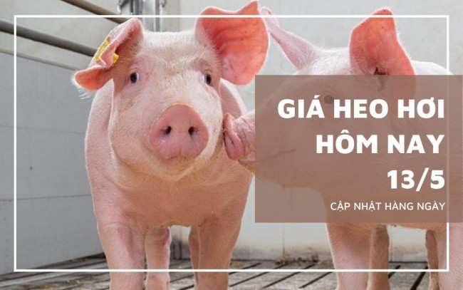Ngày 13/5: Giá heo hơi tiếp tục tăng, neo đỉnh 71.000 đồng/kg