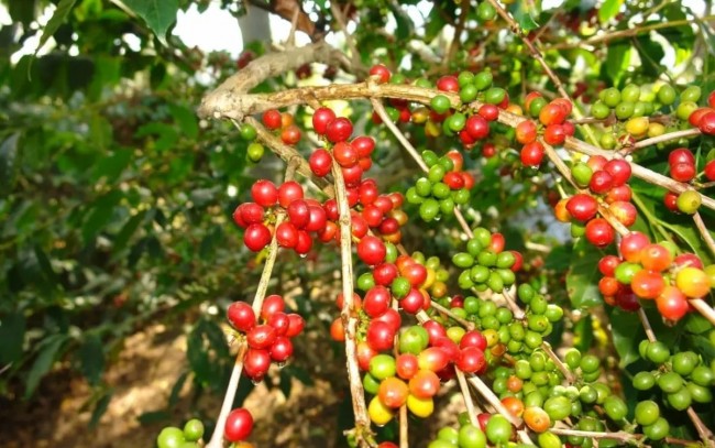 Ngày 13/5: Giá cà phê bật tăng mạnh, hồ tiêu ở mức 144.000 đồng/kg