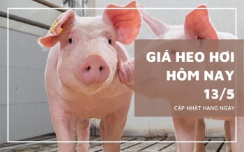 Ngày 13/5: Giá heo hơi tiếp tục tăng, neo đỉnh 71.000 đồng/kg