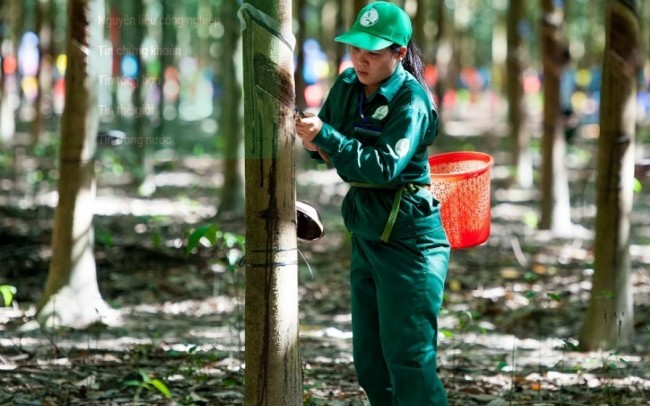 Ngày 16/5: Giá cao su thế giới biến động trái chiều, trong nước ổn định