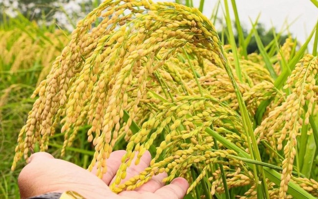 Ngày 20/5:  Giá lúa tươi tại Đồng bằng sông Cửu Long đồng loạt tăng mạnh