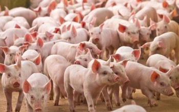 Ngày 4/6: Giá heo hơi đồng loạt chững giá ở cả 3 miền