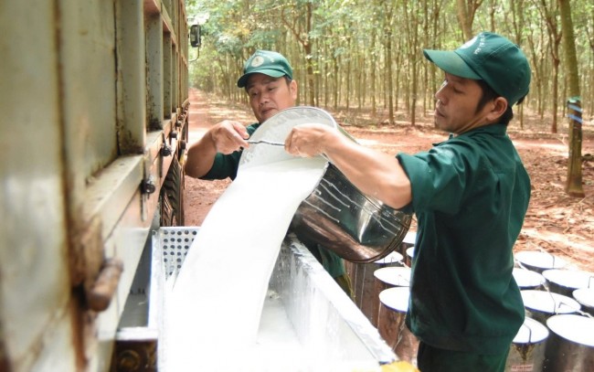 Ngày 7/6: Áp lực giảm vẫn chi phối thị trường cao su châu Á