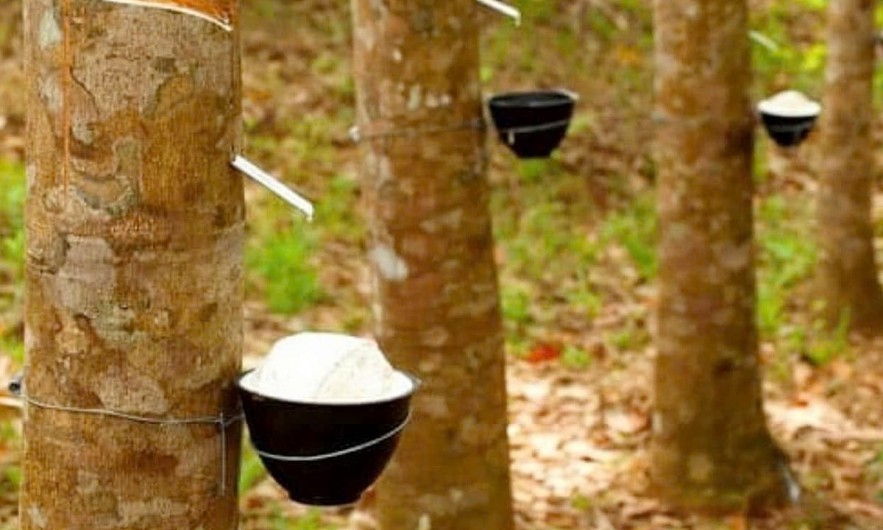 Ngày 11/6: Giá cao su giới biến động trái chiều, trong nước ổn định Ngày 11/6: Giá cao su giới biến động trái chiều, trong nước ổn định