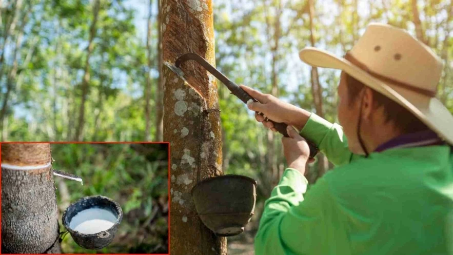 Ngày 16/7: Giá cao su thế giới đồng loạt tăng mạnh