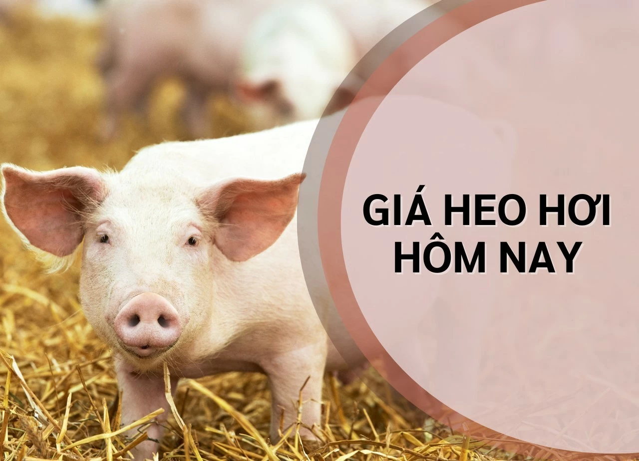 Ngày 28/8: Giá heo hơi xuất hiện nhịp giảm tại miền Bắc Ngày 28/8: Giá heo hơi xuất hiện nhịp giảm tại miền Bắc