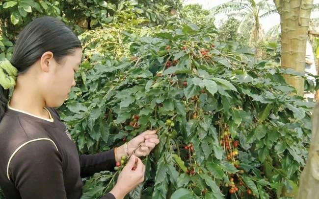 co hoi but toc cua ca phe viet trong nhung thang cuoi nam