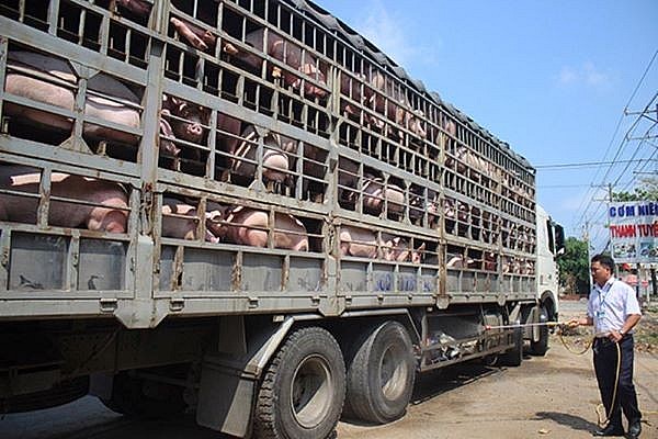 Giá lợn hơi tăng từng ngày do nhu cầu tiêu thụ cận tết