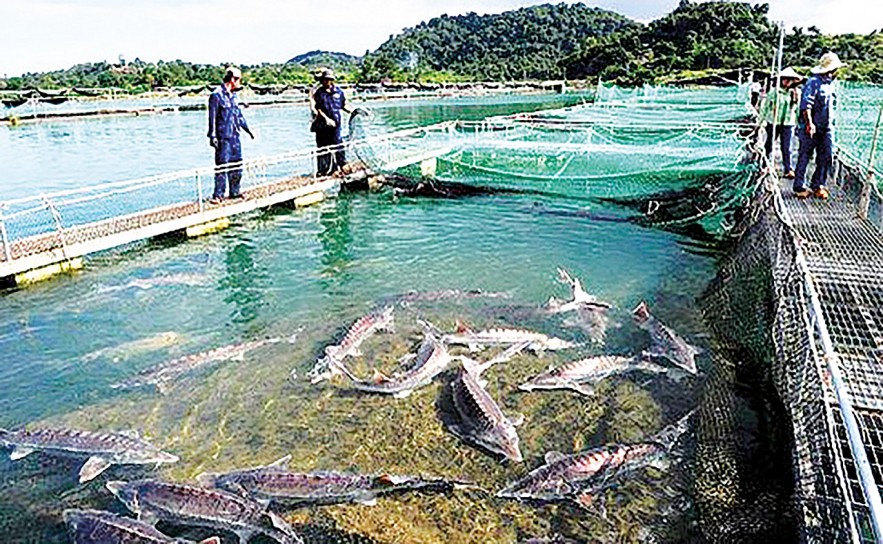 Cá tầm thuộc Danh mục loài thủy sản được phép kinh doanh tại Việt Nam. Cá tầm thuộc Danh mục loài thủy sản được phép kinh doanh tại Việt Nam.