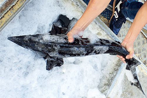 Tổng cục Hải quan đ&atilde; t&iacute;ch cực triển khai c&aacute;c biện ph&aacute;p kiểm so&aacute;t việc nhập khẩu c&aacute; tầm nhập khẩu.