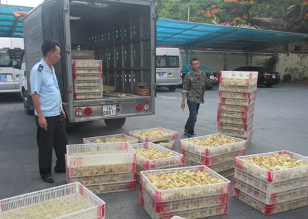 bắt gà lậu, quảng ninh, móng cái