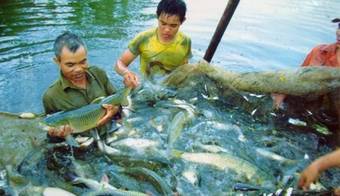 Đề xuất sửa đổi Luật Thủy sản cho phù hợp thực tiễn