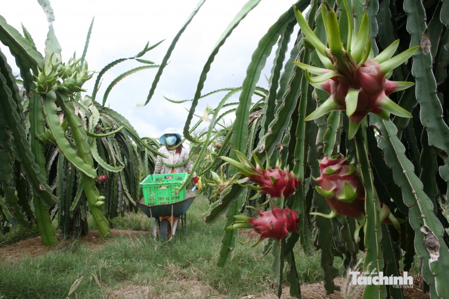 Bộ Tài chính: Đồng bộ giải pháp mở đầu ra, ổn định thị trường nông sản Bộ Tài chính: Đồng bộ giải pháp mở đầu ra, ổn định thị trường nông sản